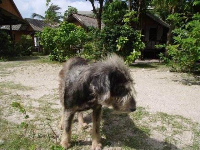 Phangan Island Baan Tai Eksteriør billede